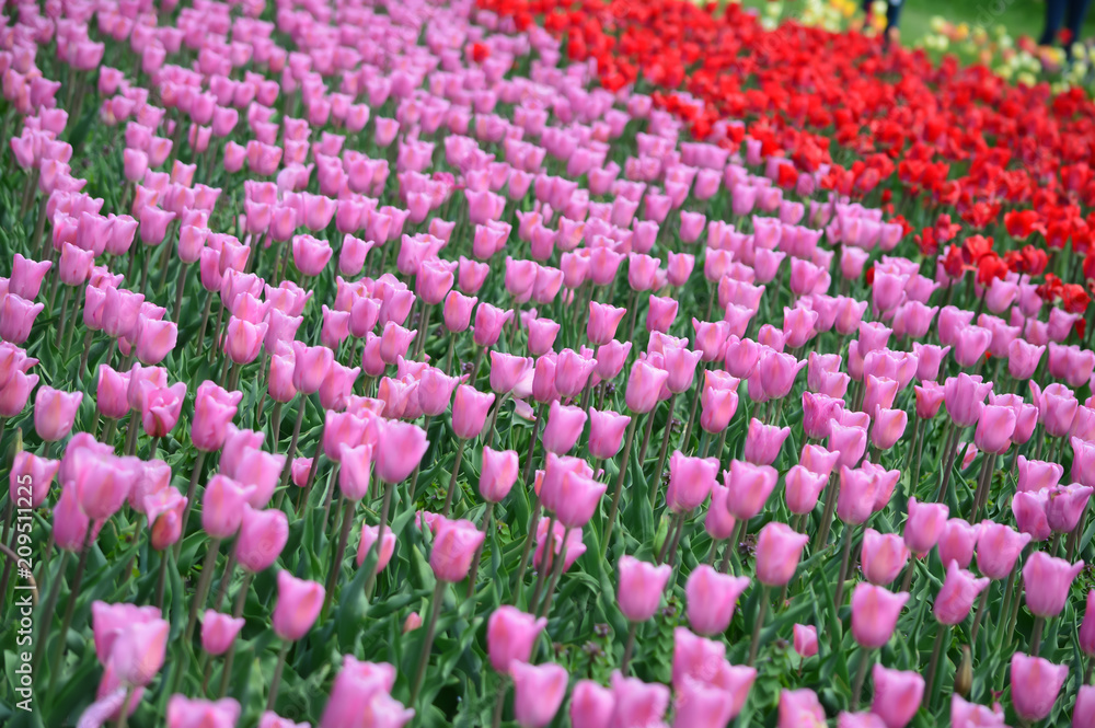 Magazine Prima Tulip at Windmill Island Tulip Garden