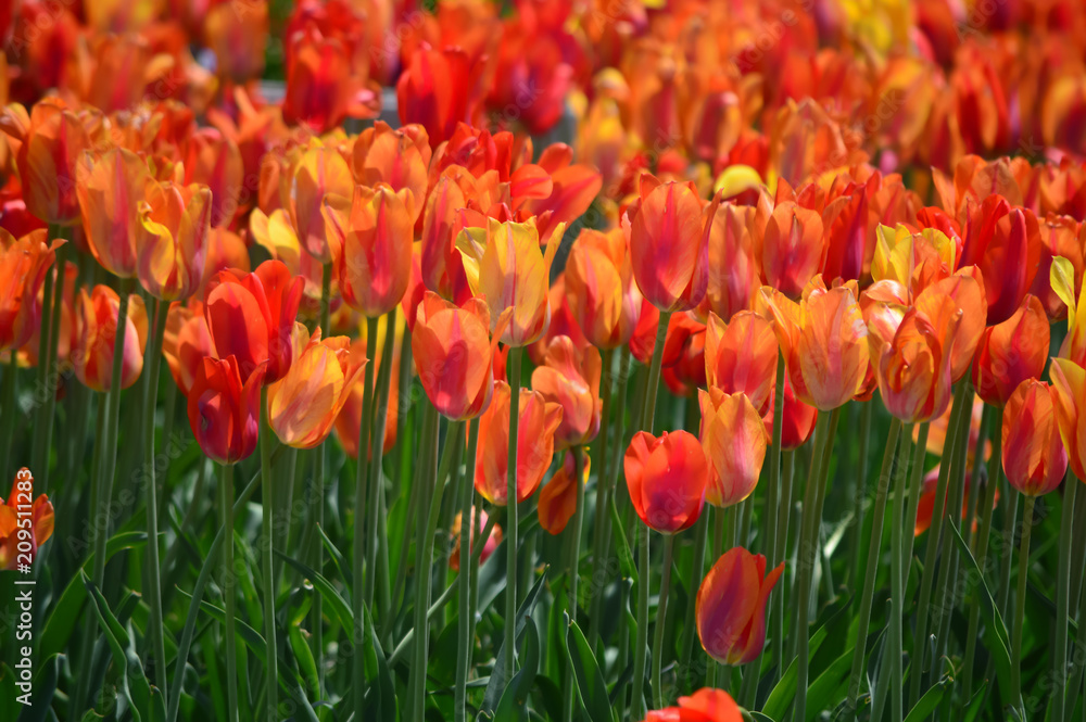 Orange Lion Tulips at Windmill Island Tulip Garden Orange Lion Tulips at Windmill Island Tulip Garden