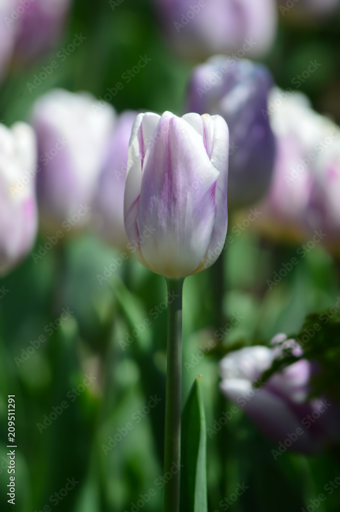 Fototapeta premium Purple Tulips at Windmill Island Tulip Garden