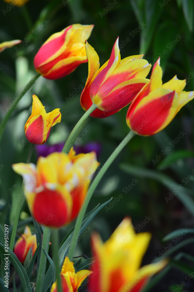 Davenport Tulips at Windmill Island Tulip Garden