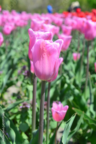 Rosy Tulips at Windmill Island Tulip Garden