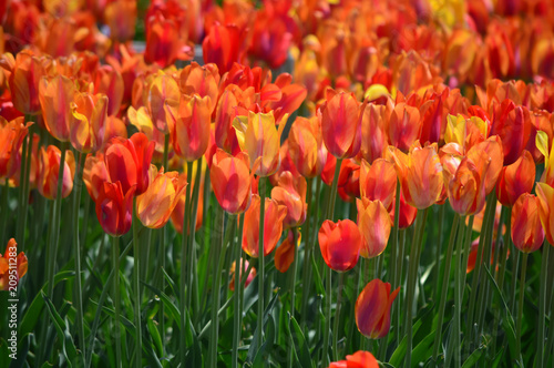 Fototapeta Naklejka Na Ścianę i Meble -  Orange Lion Tulips at Windmill Island Tulip Garden
