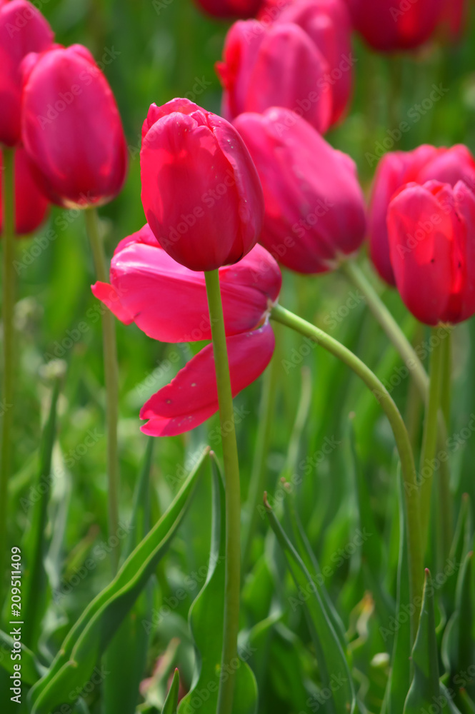 Barcelona Tulips at Windmill Island Tulip Garden