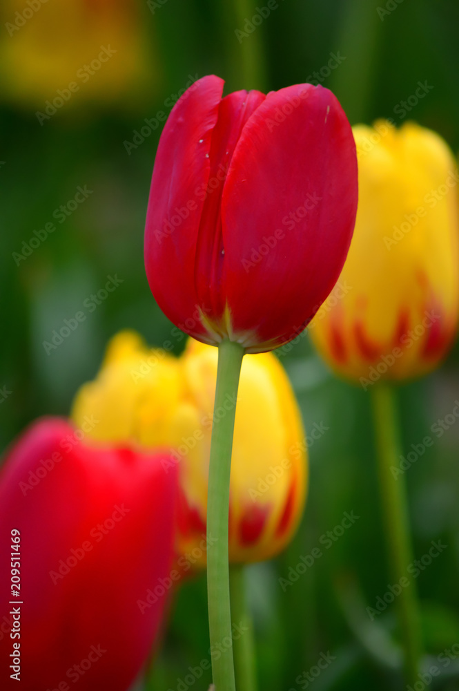 Fototapeta premium Red Emperor Tulips at Windmill Island Tulip Garden