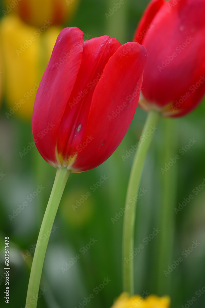 Obraz premium Red Emperor Tulips at Windmill Island Tulip Garden