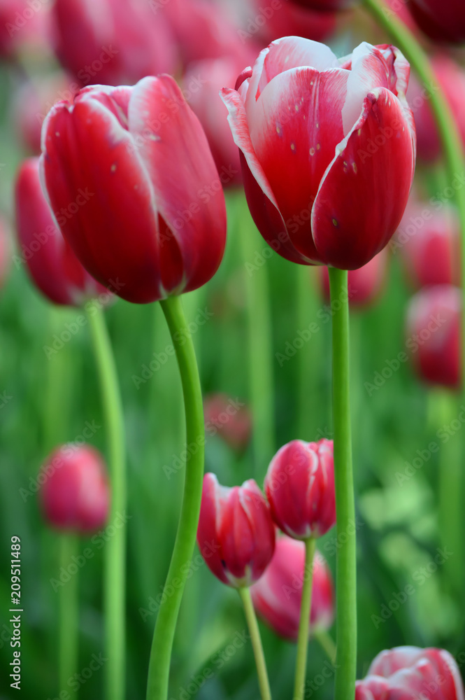 Fototapeta premium Pirand Emperor Tulips at Windmill Island Tulip Garden