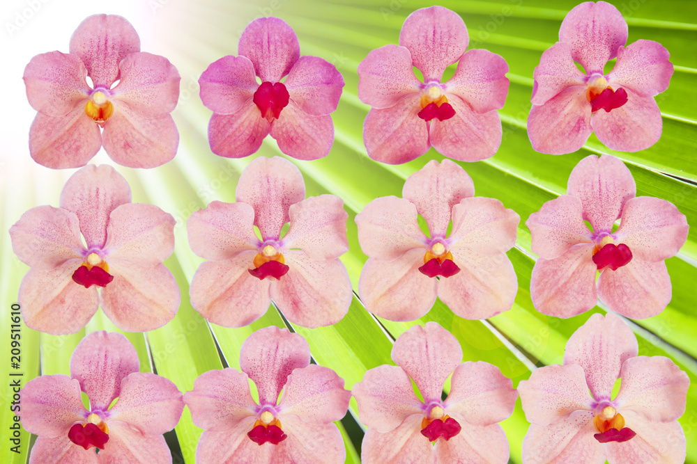 orchid and background.