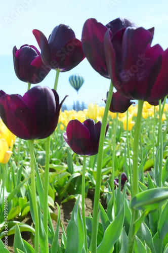 Purple Dream Tulips at Woodenshoe Tulip Farm in Woodburn Oregon photo