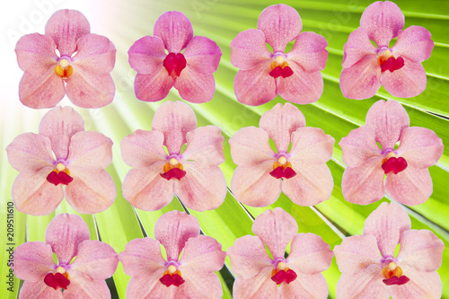 orchid and background.