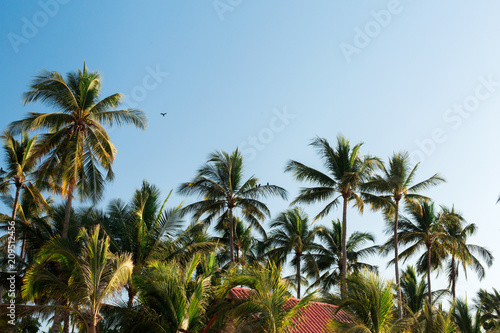 Palm Trees in Tropical Paradise Sayulita Mexico at Sunset