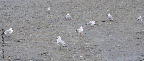 Seagulls resting on the shoreline, Hokitika Beach, West Coast, New Zealand