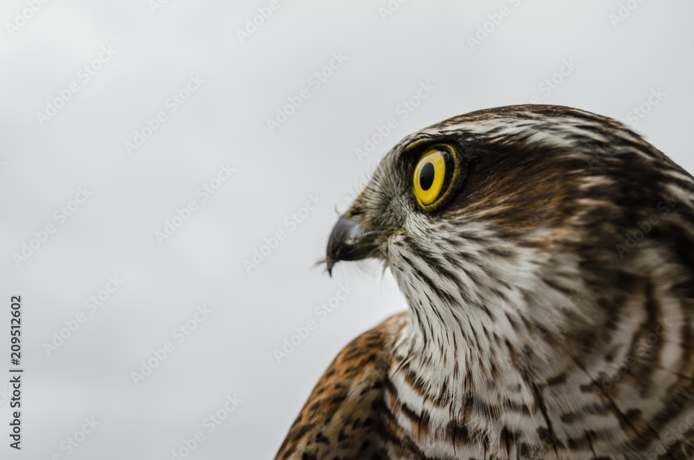 Falcon resting after a hard trip Falcon resting after a hard trip