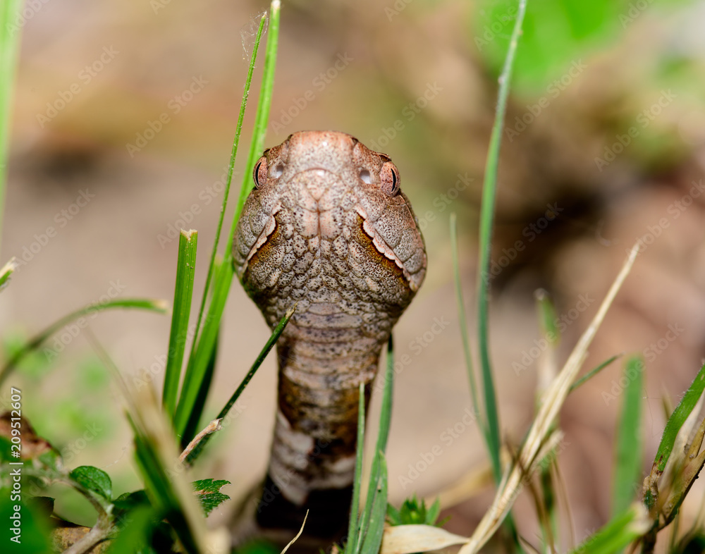 Eastern Copperhead (Agkistrodon contortrix) close-up Eastern Copperhead (Agkistrodon contortrix) close-up