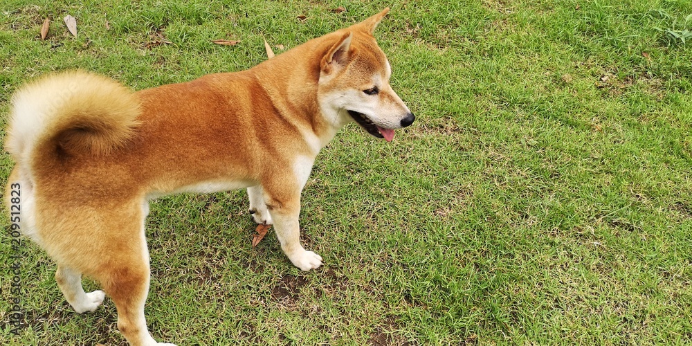 Japanese Shiba Dog in a Green Grass Garden