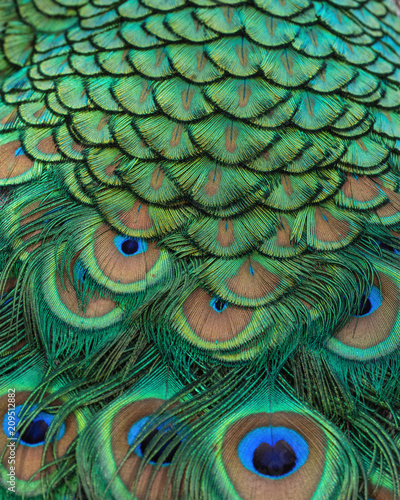 Fototapeta Naklejka Na Ścianę i Meble -  Feathers rich detail, color, and texture.