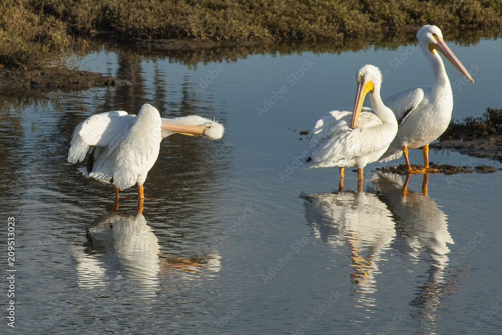 Fototapeta premium Preening Time