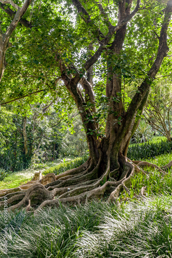 Tree in open spot with roots above ground Tree in open spot with roots above ground