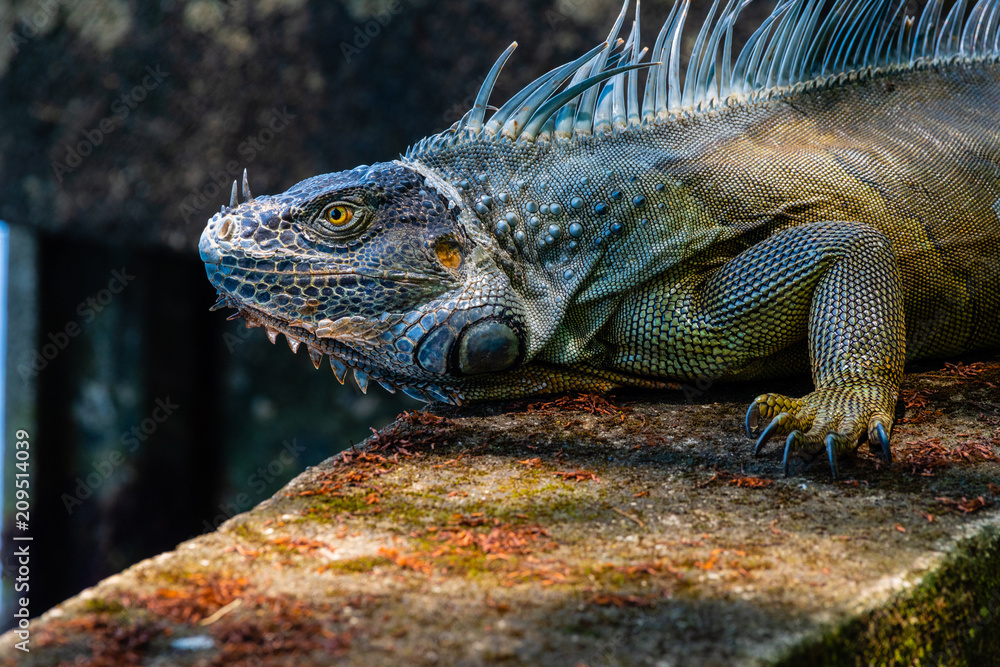 Fototapeta premium Green Iguana on the Prowl