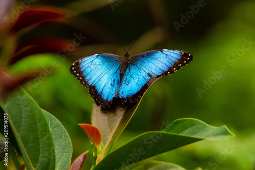 Morpho Butterfly, Monteverde Rain Forest, Costa Rica