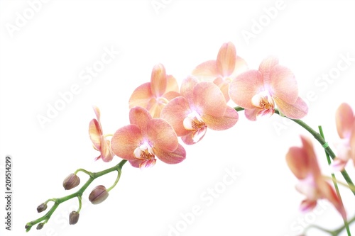 Fototapeta Naklejka Na Ścianę i Meble -  世界の洋らん展