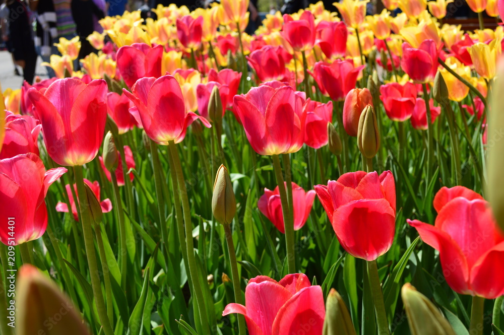 Obraz premium Red and Yellow Tulips at Tulip Time Festival in Holland Michigan