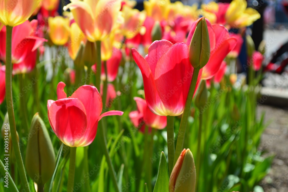 Red and Yellow Tulips at Tulip Time Festival in Holland Michigan