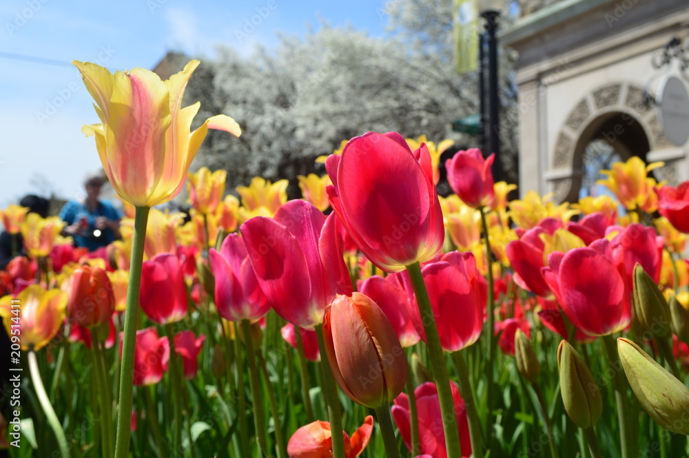 Yellow and Red Tulips at Tulip Time Festival in Holland Michigan