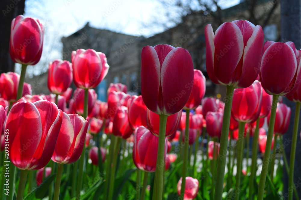 Obraz premium Red Impression Tulips at Tulip Time Festival in Holland Michigan