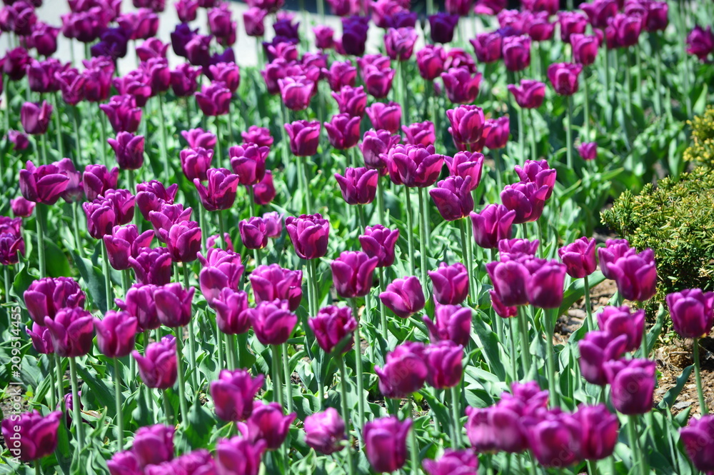 Purple Tulips at Tulip Time Festival in Holland Michigan