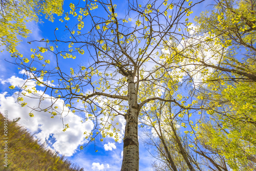 Fototapeta premium The Utah state tree spotted on a hike