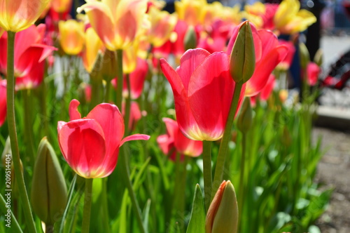 Red and Yellow Tulips at Tulip Time Festival in Holland Michigan