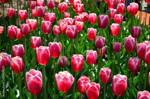 Red Impression Tulips at Tulip Time Festival in Holland Michigan