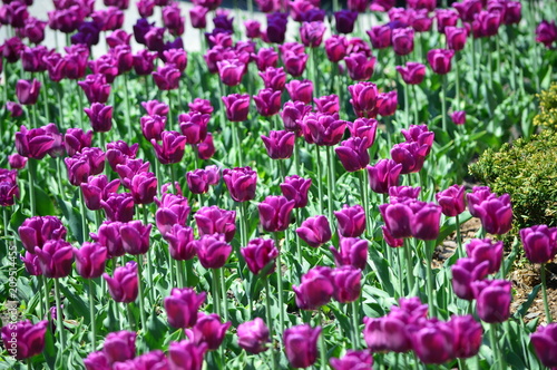 Purple Tulips at Tulip Time Festival in Holland Michigan