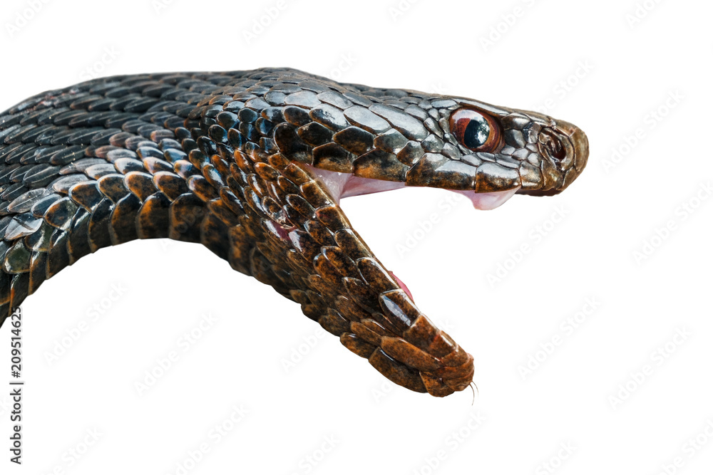 Obraz premium Głowa Jadowitego Węża Czarna Żmija Z Otwartymi Ustami Na Białym Tle.