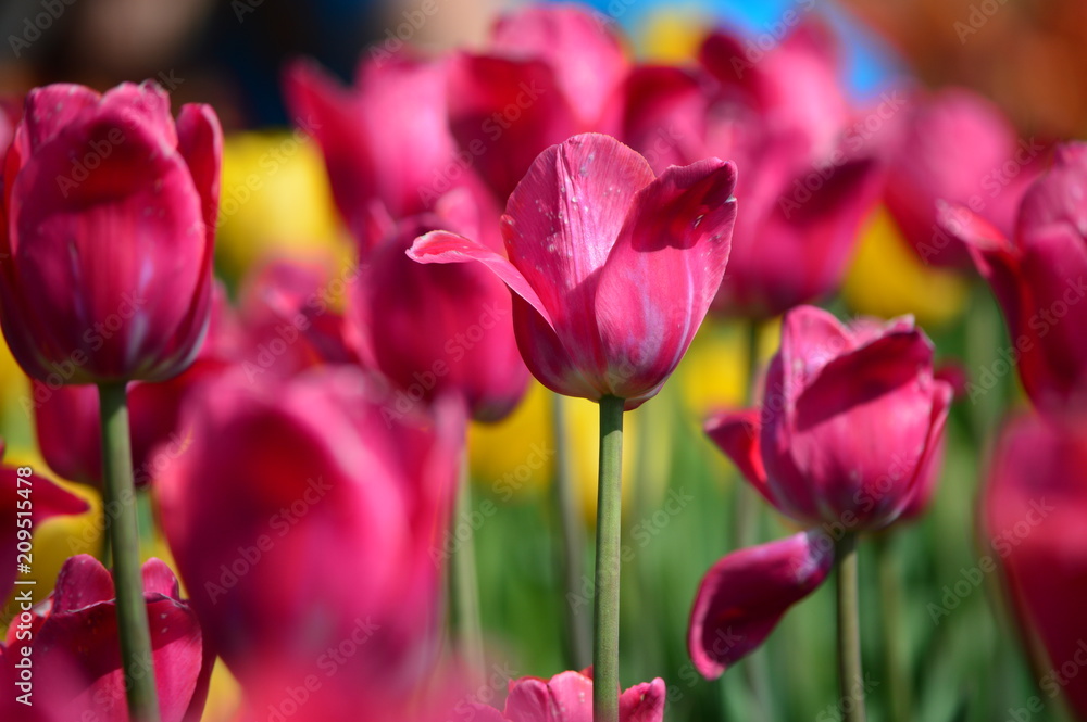 Big Love Tulips at Windmill Island Tulip Garden Big Love Tulips at Windmill Island Tulip Garden