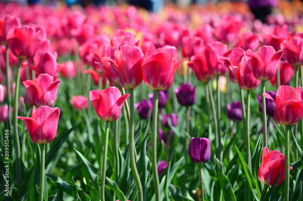 Worlds Expression Tulips at Windmill Island Tulip Garden Worlds Expression Tulips at Windmill Island Tulip Garden