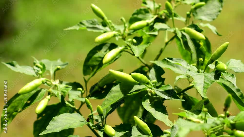 Thai chili pepper on tree
Thai chili pepper on tree