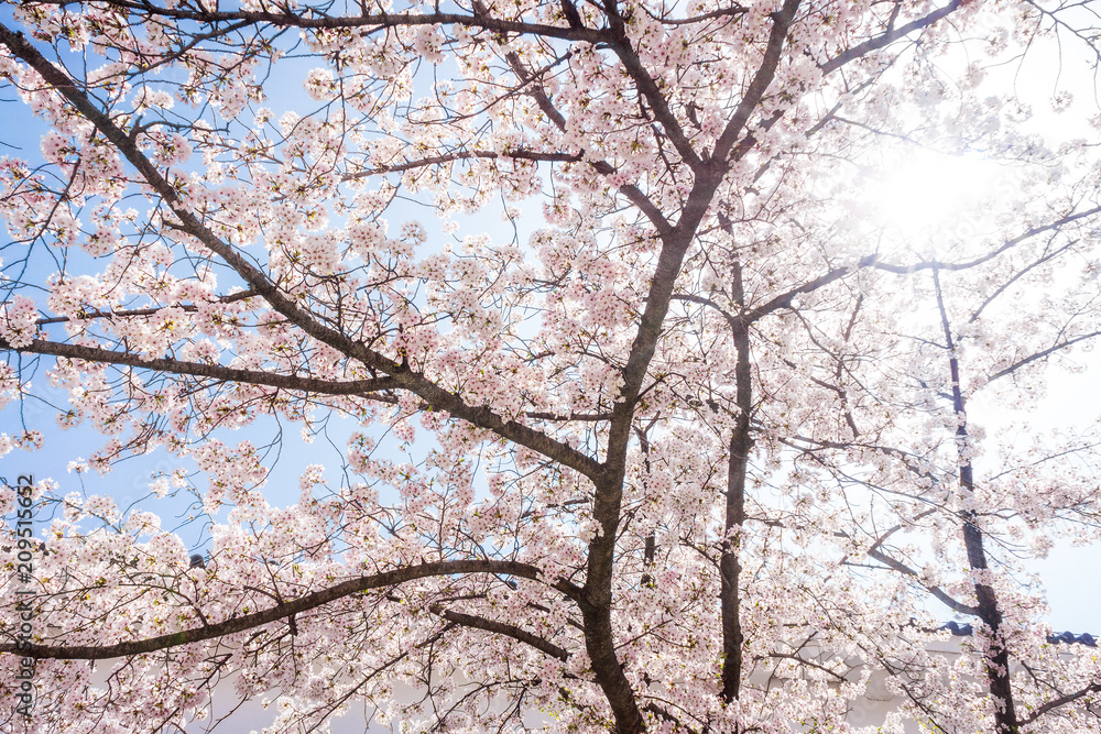 Cherry blossom or Sakura flowers with sunlight. They are in Osaka Japanese Castle, Japan.