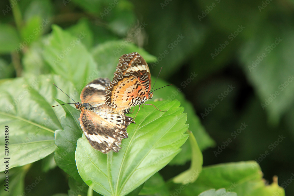 Fototapeta premium Butterfly Garden - Penang