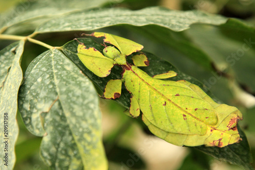 Εκτύπωση καμβά Leaf Insect