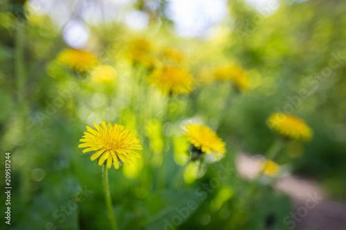 Field with yellow dandelions and blurred green background. Nature background