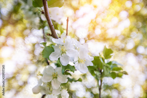 Apple blossom on a tree. Natural background with flowers