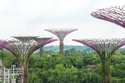 SINGAPORE - NOVEMBER 9, 2017: view of the Supertree Grove located at Gardens by the Bay in Singapore.