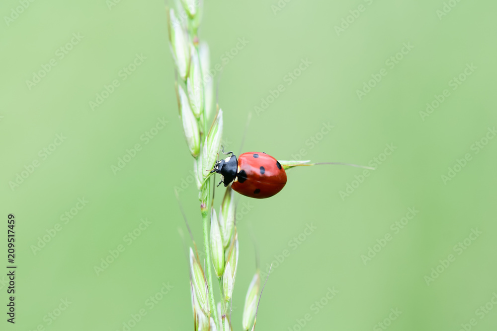 Soft focused fresh ears of young green grass and ladybug on nature in spring summer field close-up of macro with free space for text . Soft focused fresh ears of young green grass and ladybug on nature in spring summer field close-up of macro with free space for text .
