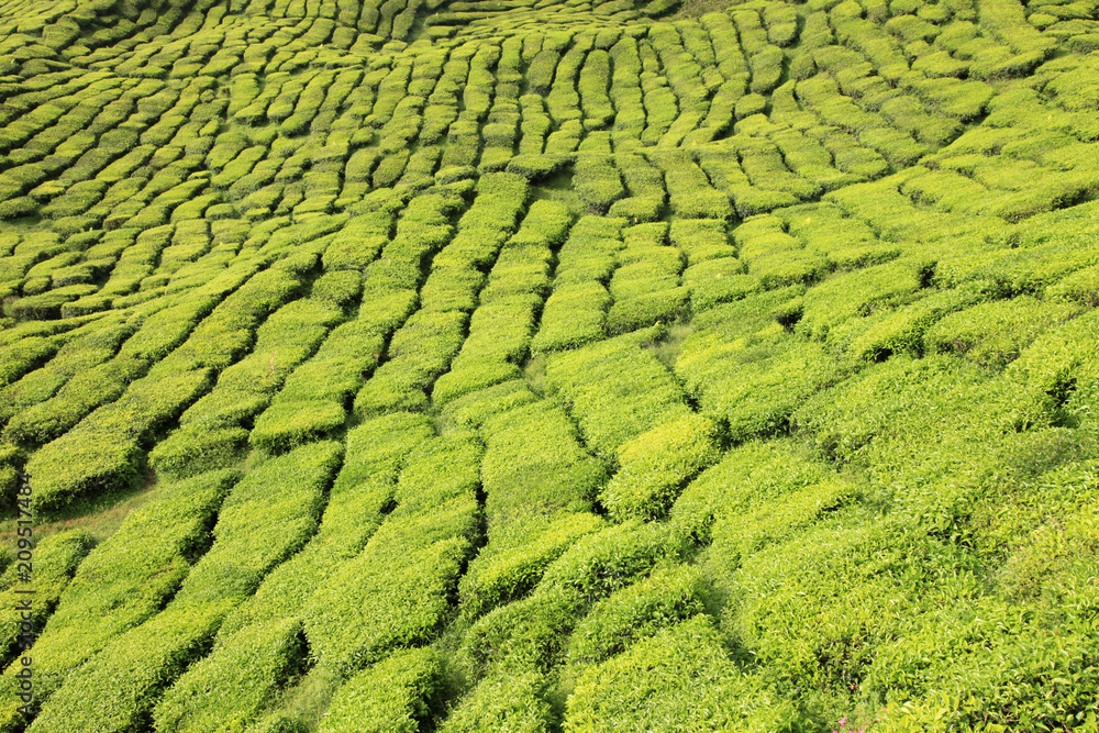 Tea Plantation, Malaysia Tea Plantation, Malaysia