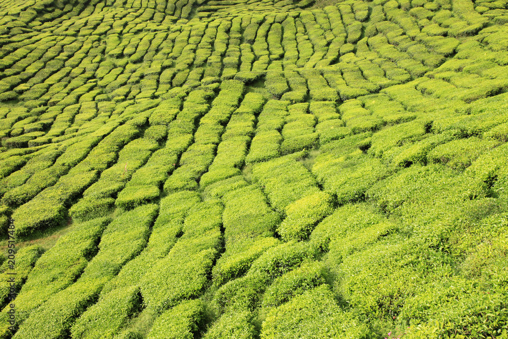 Tea Plantation, Malaysia