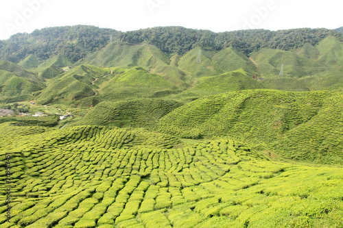 Tea Plantation, Malaysia © Sam D'Cruz