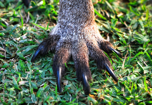 Front foot of an eastern grey kangaroo (Macropus giganteus) in New South Wales, Australia.