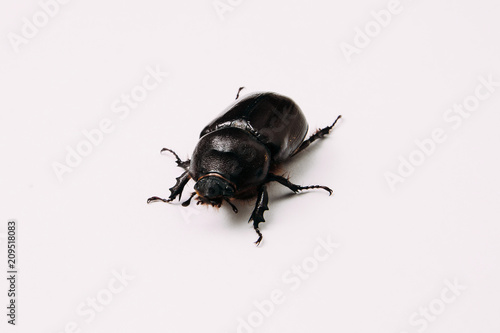 female Rhino beetle © Sergey