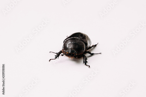 female Rhino beetle